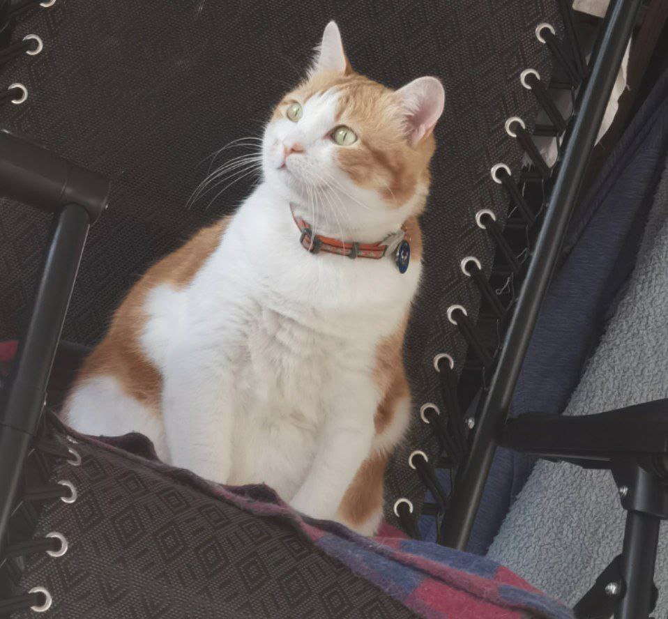 Терапия с усатыми-полосатыми Терапия с усатыми-полосатыми