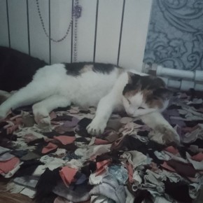 Терапия с усатыми-полосатыми