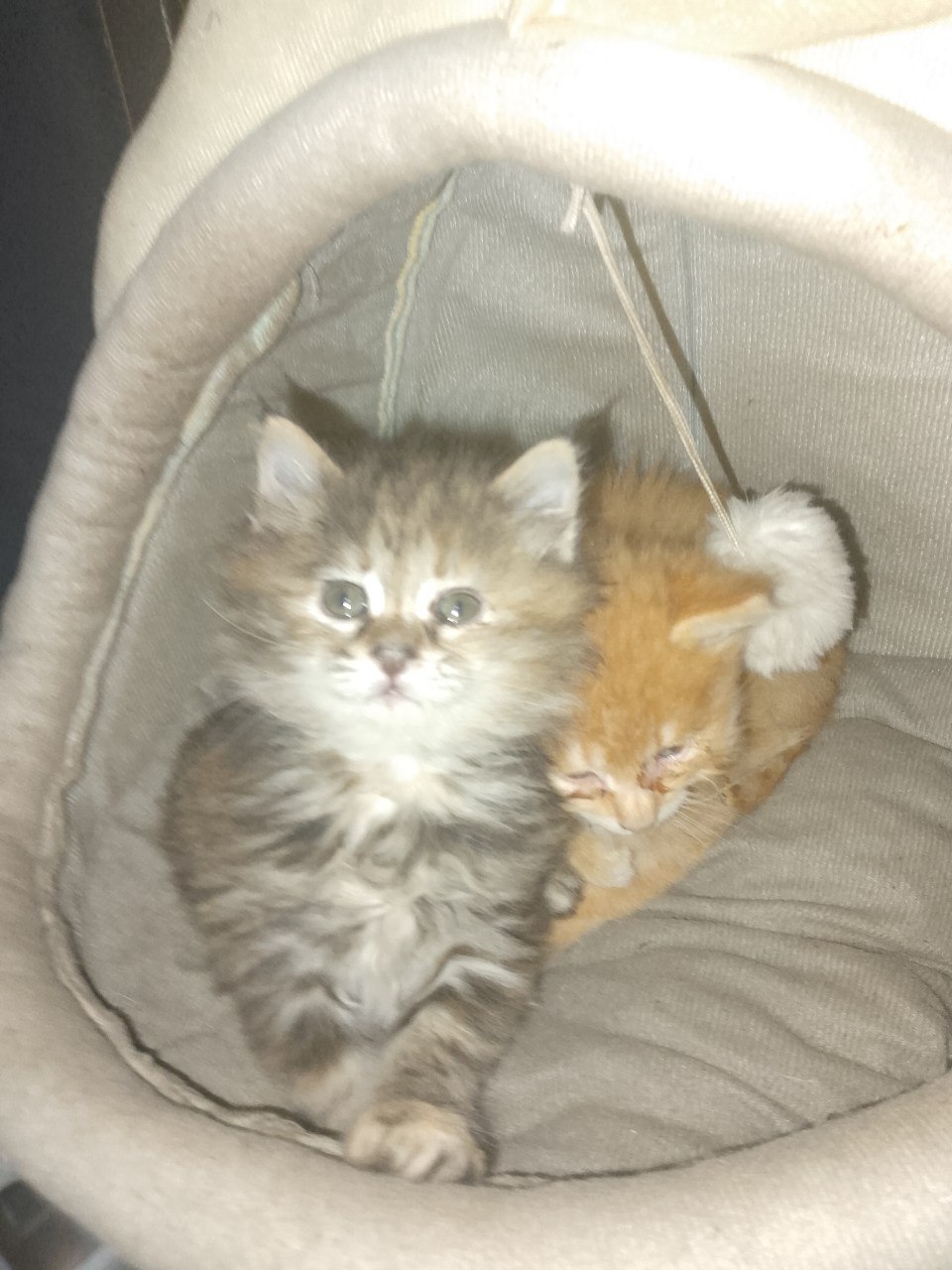 Терапия с усатыми-полосатыми Терапия с усатыми-полосатыми