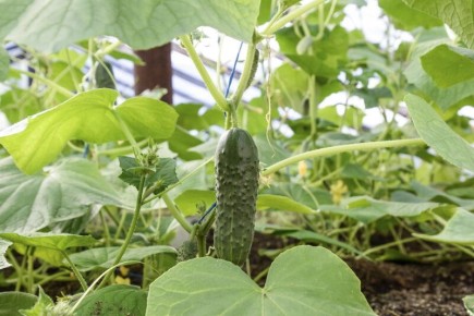 ������� ������� ������ �������: ����������� ������ ��� ��������