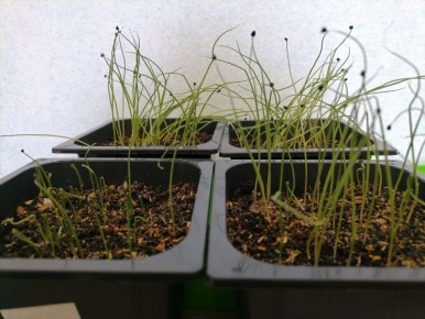 ��� ��������� ��������� ���: ������� � ������ �� �������� ��������