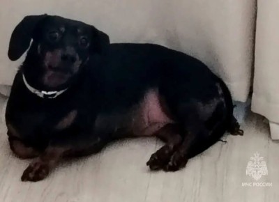 Ликвидировано!. Собака спасена: дрожит в ожидании хозяев