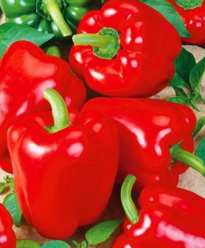 ����� ����: ��������� ������ ������ ��� ������ �������