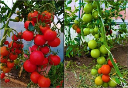 ������, ������� ��������� ����� ������������: �������� ����� � ������� �����������