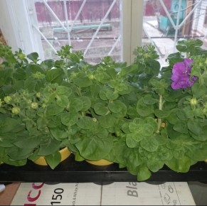 Тайны успешного выращивания рассады петуньи: как получить более 20 макушек с каждого растения