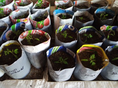 Пикировка рассады томатов: преимущества для вашего урожая