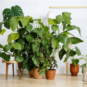 ��������� ��������, ������� ������ ������� ���: ����� ������� � ����� ����