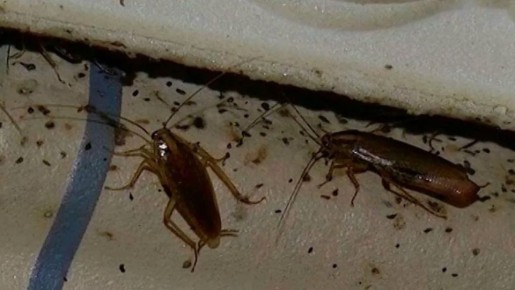 Как навсегда распрощаться с тараканами: проверенные методы борьбы