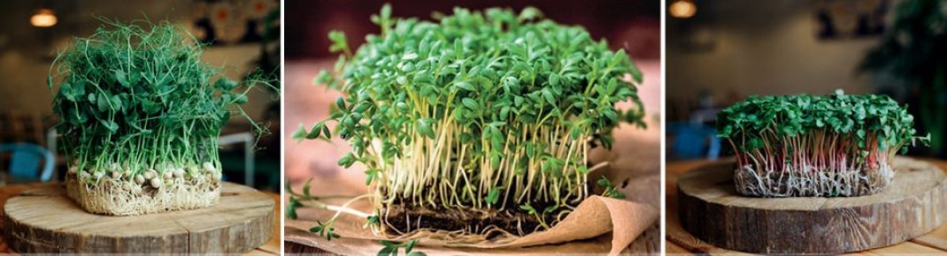 Как вырастить микрозелень зимой: секреты витаминного урожая