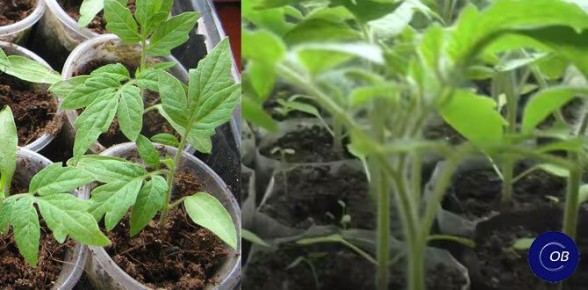 ��� ���������� ������� ���������� ����