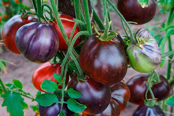 Необычный томат синяя груша: особенности и секреты ухода