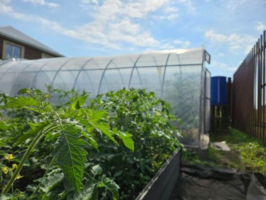 Необычная теплица: пять причин, чтобы ей довериться