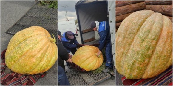 В Бресте вырастили тыкву-гигант весом 230 килограммов