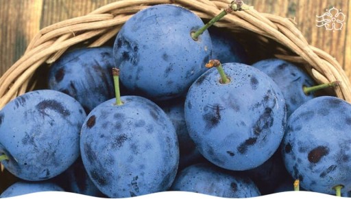 Тернослива Ермак: незаслуженно забытый гибрид на вашем огороде