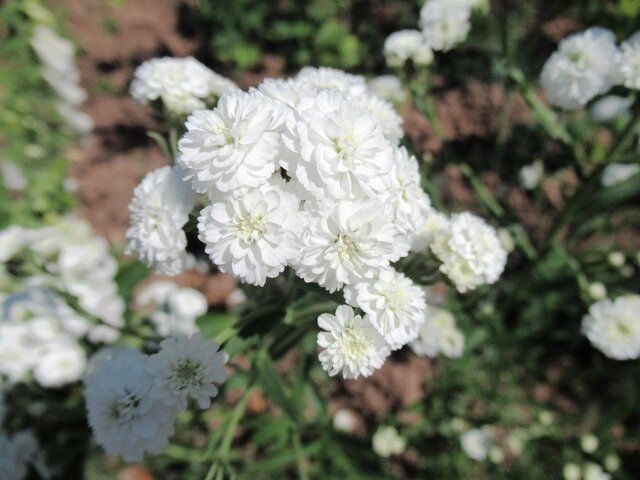 ����� �������������� ��������: ���������� �����, ������� ����� ������ � ����������