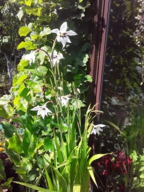 ������ ���������� ��������� ����������: ��� ������ �����