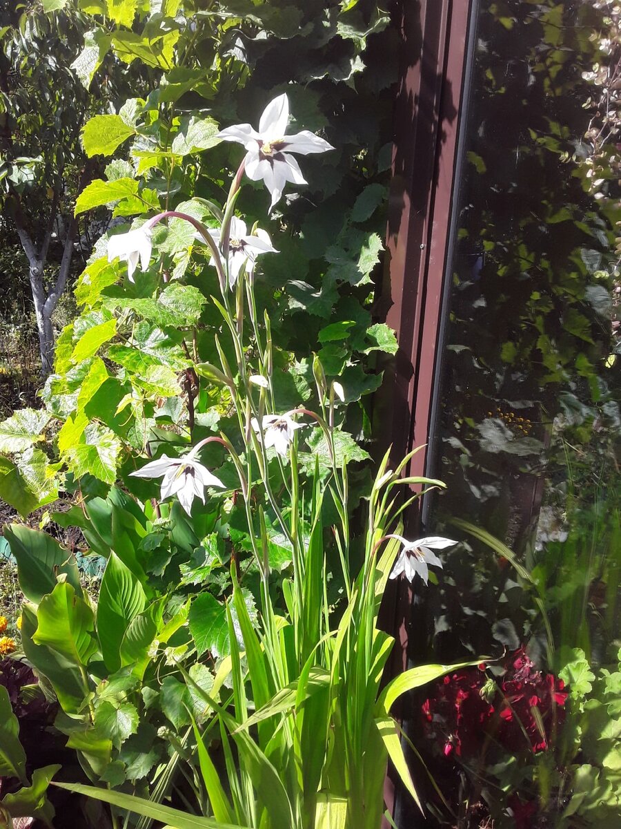 Почему ацидантера затмивает гладиолусы: три важных факта