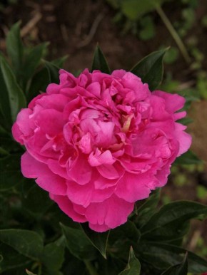 ���� 'Princess Margaret': ������� ��������, ������� �������� ������ ���������