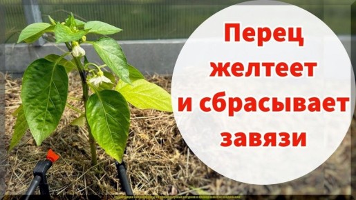 ����� ����� � �����? �������, ��� ������ ����� ��������� � ������ ������