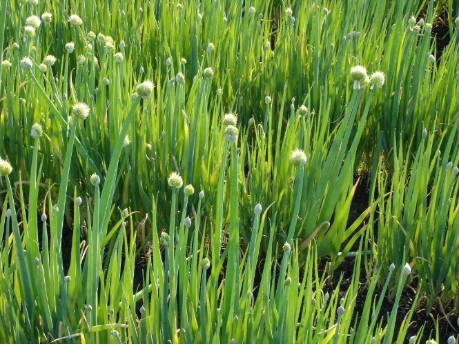 ���������� ���: ��� �������� ���������� ������ ���� � ������