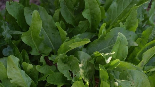 ��������� ��������: ������ � ����� �������