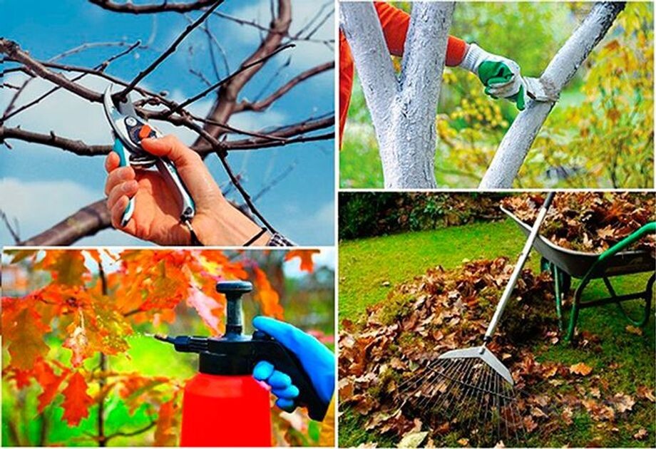 Как подготовить сад к зиме: осенние советы садоводов