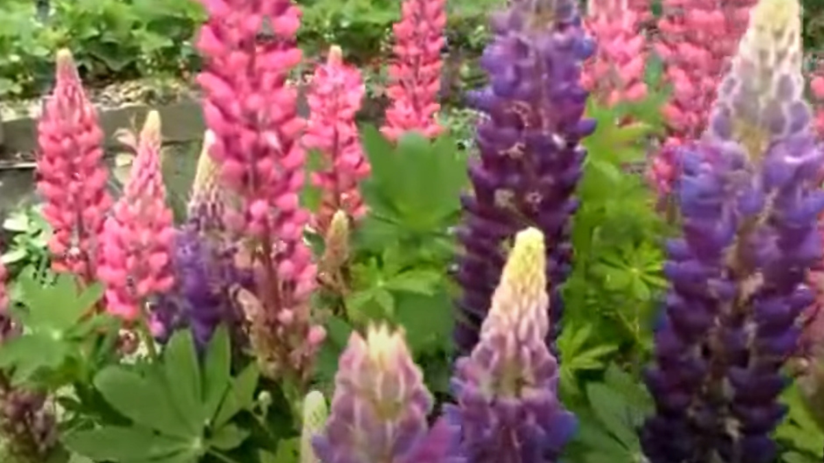 Многолетние цветы: неприхотливые красавцы для вашего сада