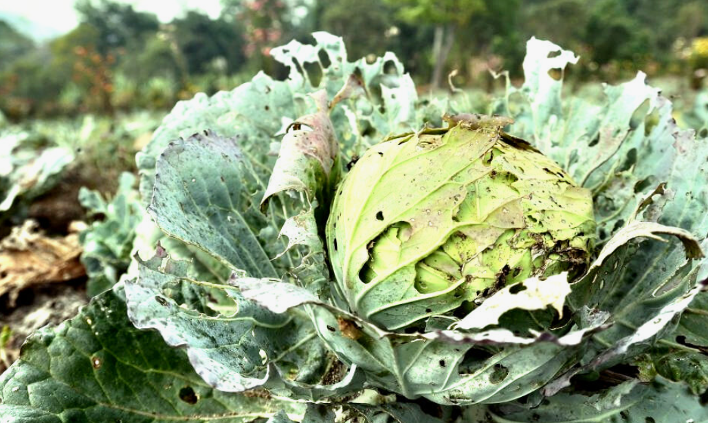 Как за 30 рублей спасти капусту от гусениц: народные методы без химии