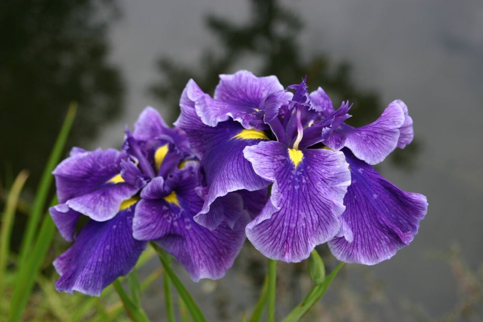 ���������� �������� ������: ������� �� ������� � ����� � ������� ������ ������