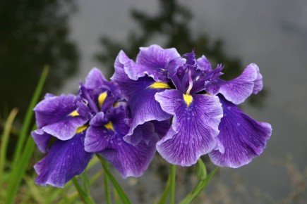 ���������� �������� ������: ������� �� ������� � ����� � ������� ������ ������