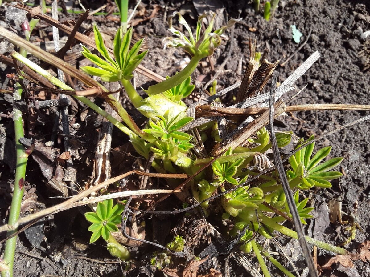 Весеннее пробуждение: как перезимовали дачные растения