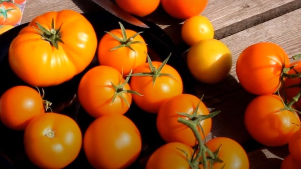 ���������������� ������ ��� ����� �������