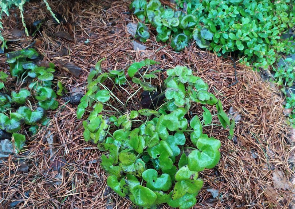 ������� �����������: ��� ����������� ��������� � �����