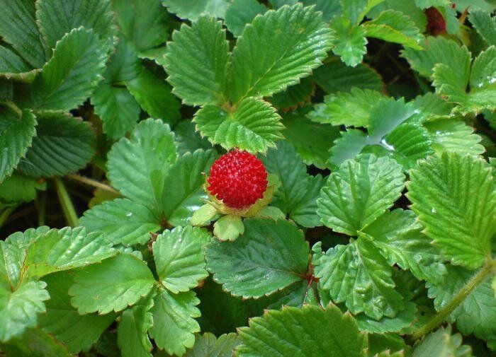 ��� ��������� ��������� �� ���������: �������� ���������� �����