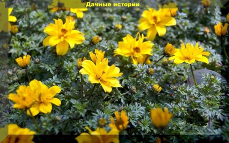 Секреты цветущего сада: не прихотливые растения для занятых садоводов