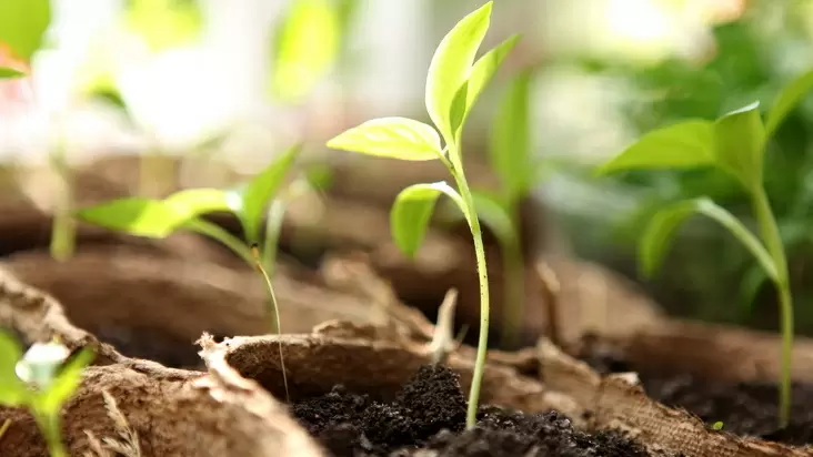 Как добиться идеальной всхожести семян: пять хитростей для успеха