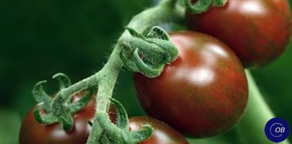 Топ-сорта томатов для успешного сезона