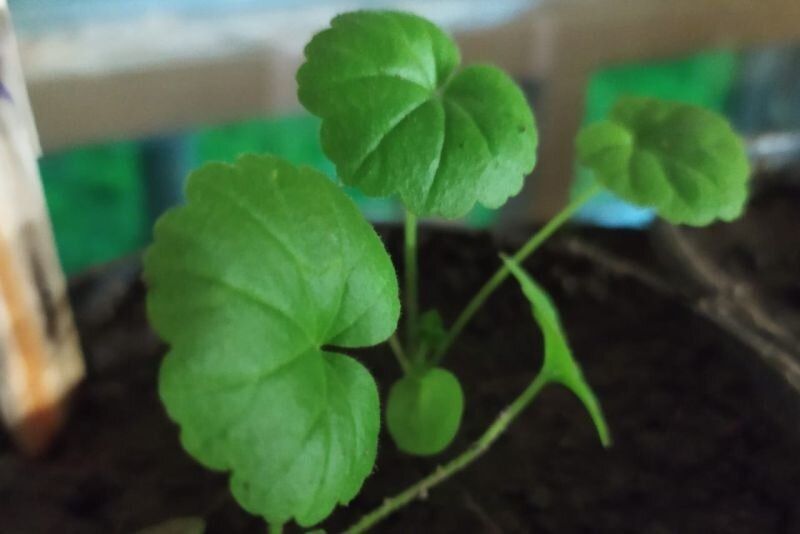 ����: ����� ��� ����������� ��������