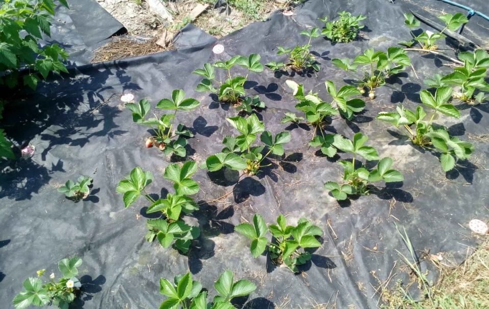 ����������� ��������� ���������: ������� ������� ��� ������ ����