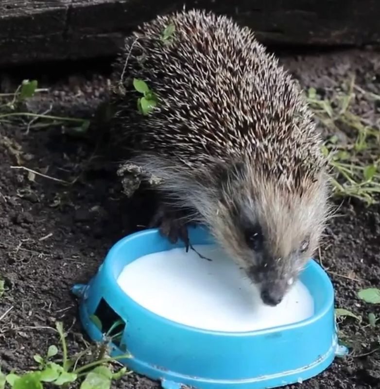 ��� ��� ������� ���� ������� �� ����������