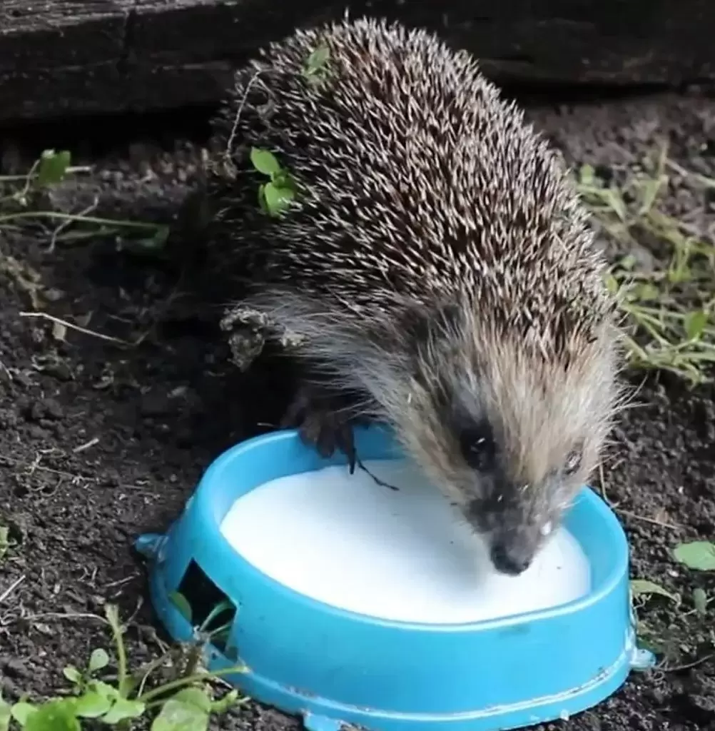 Как ежи спасают наши огороды от вредителей