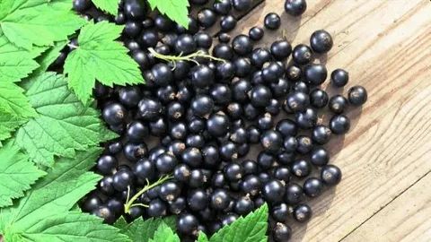 ������� ������� ��������� ���������: ����� �������� ������