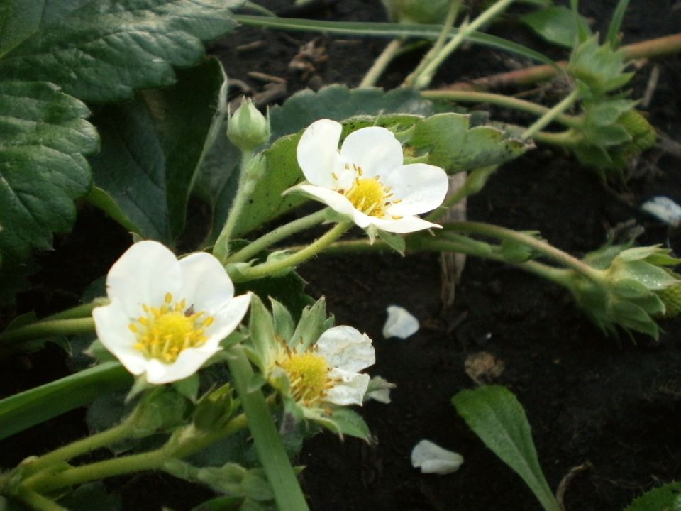 ������� ����� �� ���������: ��������� ���� ���������������� ������ ������