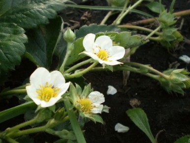 ������� ����� �� ���������: ��������� ���� ���������������� ������ ������