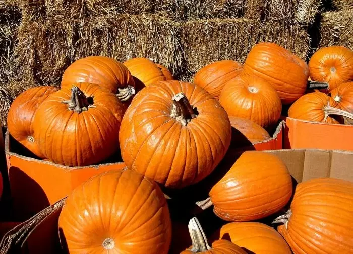 Как поливать тыкву: опыт огородников и полезные советы