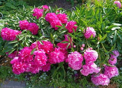 ��� ���������� ������ �������� ������ � ���