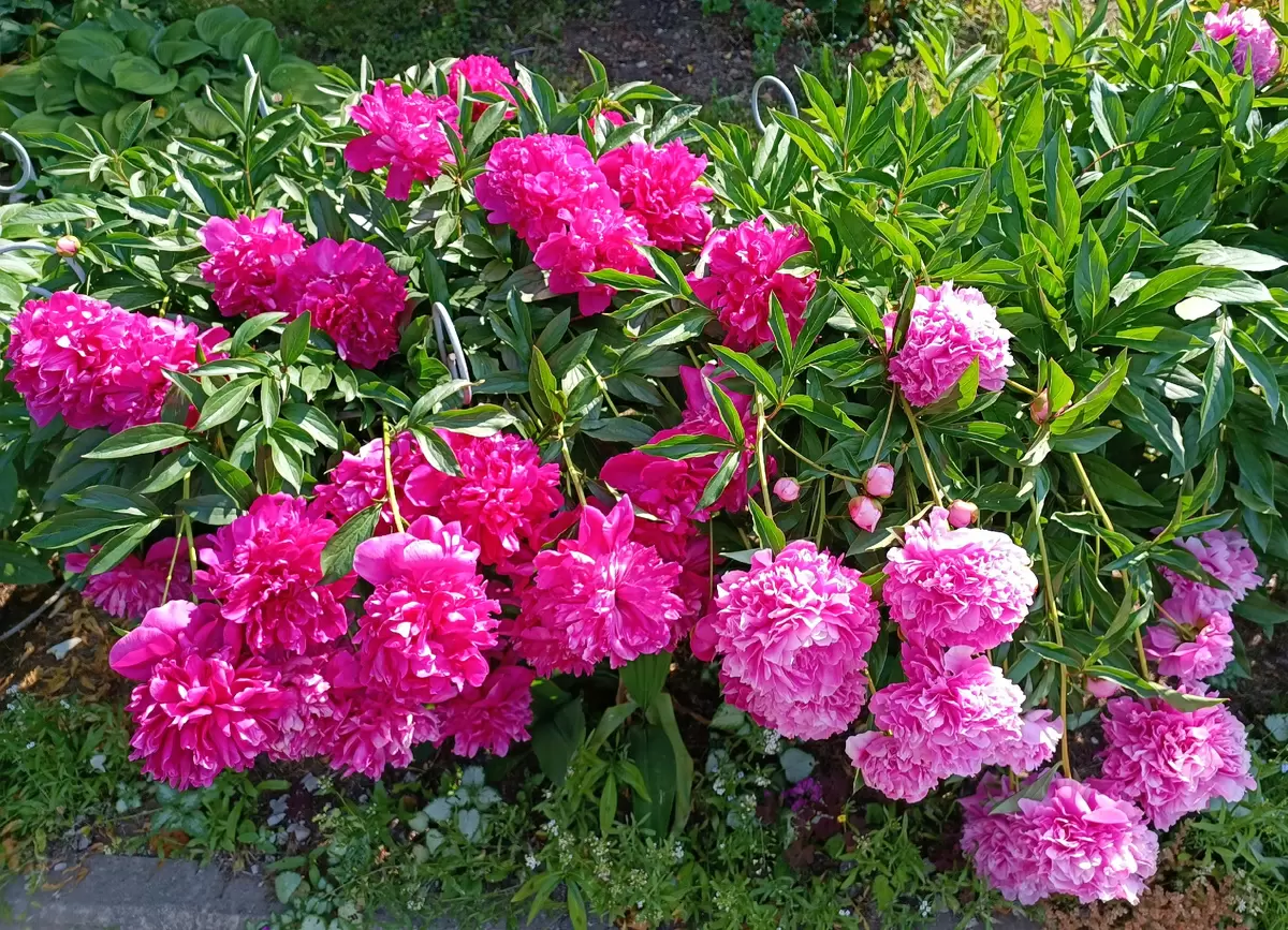 Как обеспечить пышное цветение пионов в мае