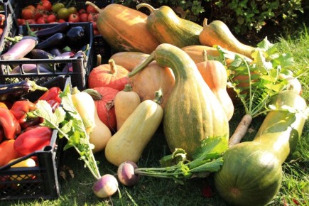 Тыква мускатная 'Прикубанская': секреты успеха и вкусные десерты