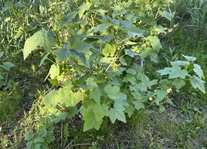 ��������-������: ���� ����� �������� ����� �� ����������