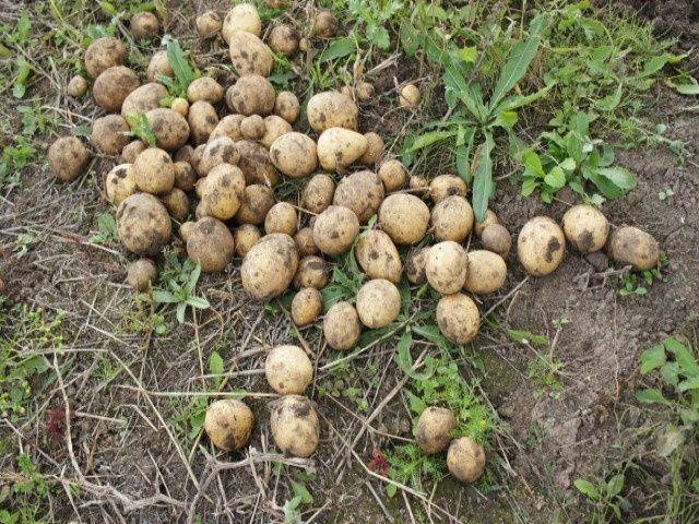 ��� ��������� �������� �� �����: ������ �� ����������� ��������